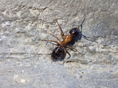 Camponotus clarithorax