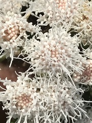 Ageratina petiolaris