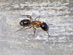 Camponotus clarithorax