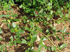Portulaca oleracea