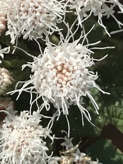 Ageratina petiolaris