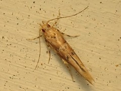 Pyroderces aellotricha