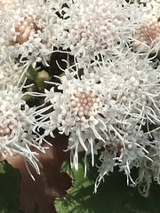 Ageratina petiolaris