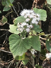 Ageratina petiolaris