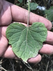Ageratina petiolaris