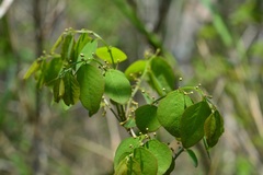 Phyllanthus mocinianus
