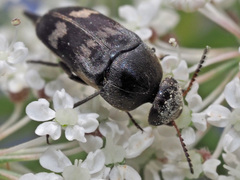 Variimorda villosa