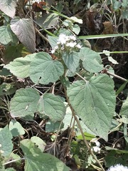 Ageratina petiolaris