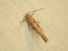 Pyroderces aellotricha