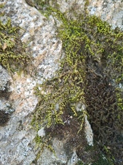 Homalothecium aureum