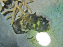 Stichopus
