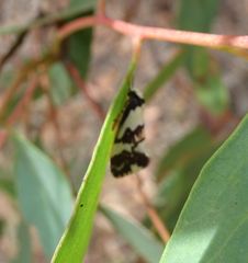 Philenora irregularis