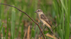 Saxicola stejnegeri