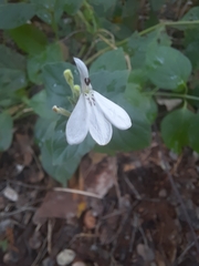 Rhinacanthus xerophilus