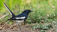 Copsychus saularis