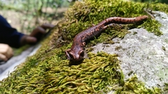 Pseudoeurycea leprosa