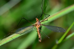 Leptotarsus igniceps