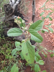 Melhania acuminata
