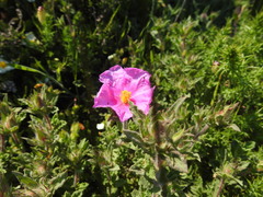 Cistus crispus