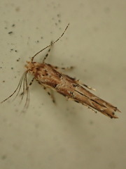 Pyroderces aellotricha