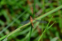 Leptotarsus igniceps
