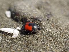 Spilodiscus sellatus