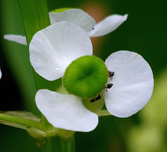 Crematogaster ashmeadi