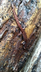 Pseudoeurycea leprosa