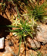 Lapeirousia kalahariensis image