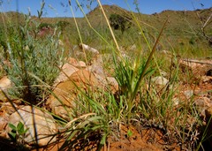 Lapeirousia kalahariensis image