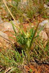 Lapeirousia kalahariensis image