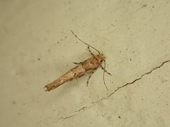 Pyroderces aellotricha