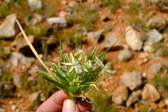 Lapeirousia kalahariensis image