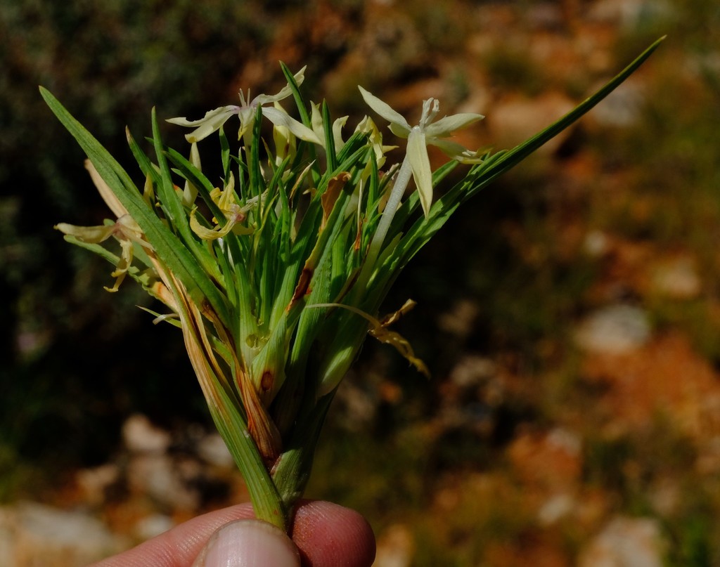Lapeirousia kalahariensis
