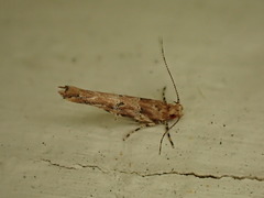 Pyroderces aellotricha