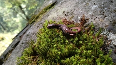 Pseudoeurycea leprosa