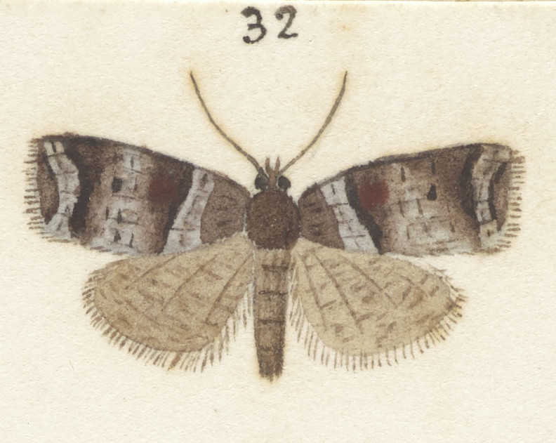 Harmologa pontifica