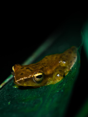 Rohanixalus vittatus