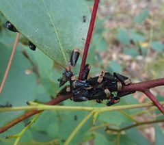 Eurymelessa moruyana