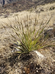 Dasylirion leiophyllum