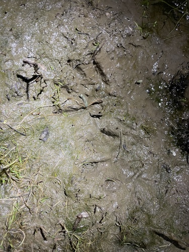 iNaturalist observation photo of Common Raccoon