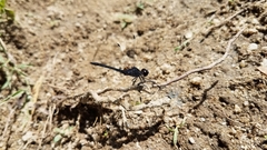 Diplacodes lefebvrii