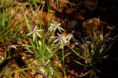 Lapeirousia kalahariensis image