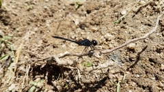 Diplacodes lefebvrii