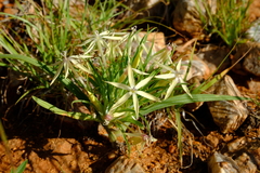 Lapeirousia kalahariensis image