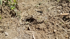 Diplacodes lefebvrii