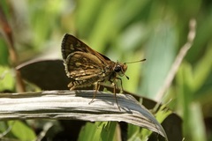 Taractrocera ardonia