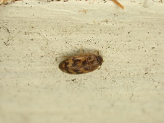 Litargus vestitus