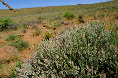 Image of Calicorema squarrosa
