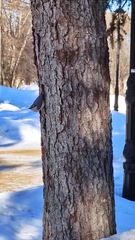 Sitta europaea asiatica